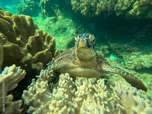 Green sea turtle surrounded by corals near Apo Island, at Apo Island Marine Sanctuary near Siquijor, Negros, Philippines . Snorkeling at Apo Island photo