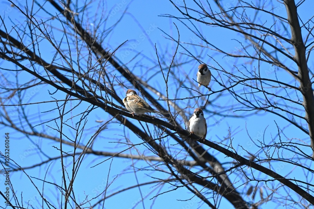 Sparrows are wild birds of the Passeridae family that move quickly by hopping on both feet. They are omnivorous and live in groups.
Sparrows are wild birds of the Passeridae family that move quickly by hopping on both feet. They are omnivorous and live in groups.