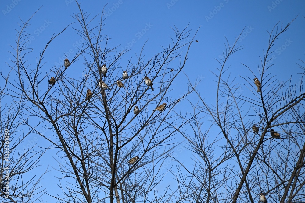 Sparrows are wild birds of the Passeridae family that move quickly by hopping on both feet. They are omnivorous and live in groups.
Sparrows are wild birds of the Passeridae family that move quickly by hopping on both feet. They are omnivorous and live in groups.