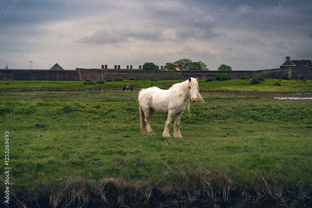 A majestic white horse standing on a vibrant green meadow in the UK, surrounded by peaceful countryside scenery. A majestic white horse standing on a vibrant green meadow in the UK, surrounded by peaceful countryside scenery.