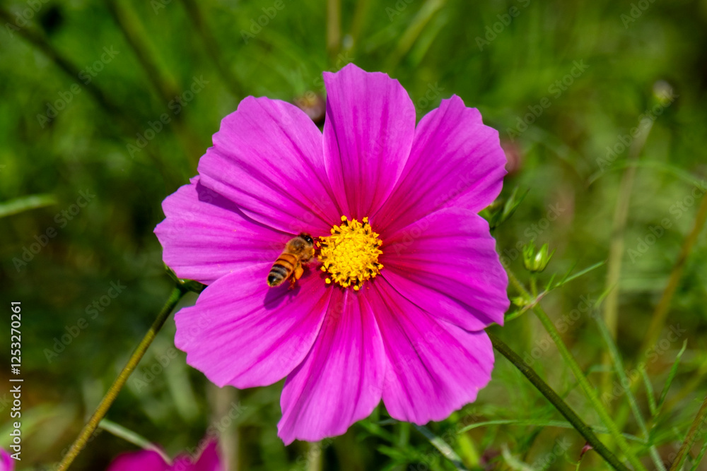 cosmos flower in the garden