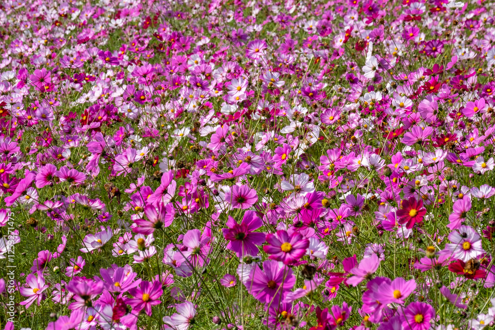 Cosmos in full bloom in the field Cosmos in full bloom in the field