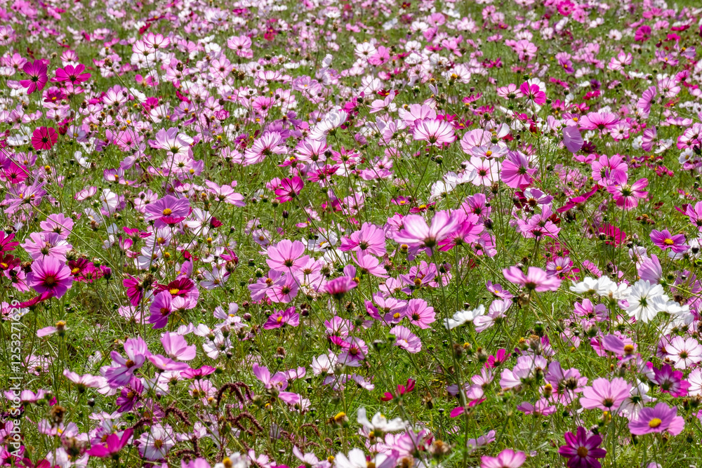 Cosmos in full bloom in the field Cosmos in full bloom in the field