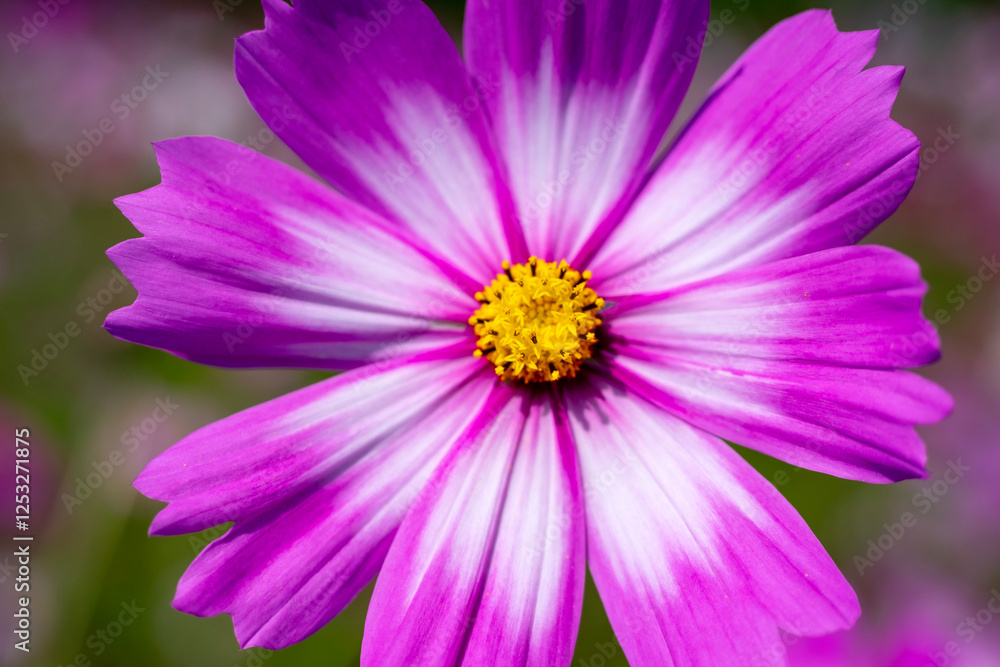 close up of a pink cosmos flower close up of a pink cosmos flower