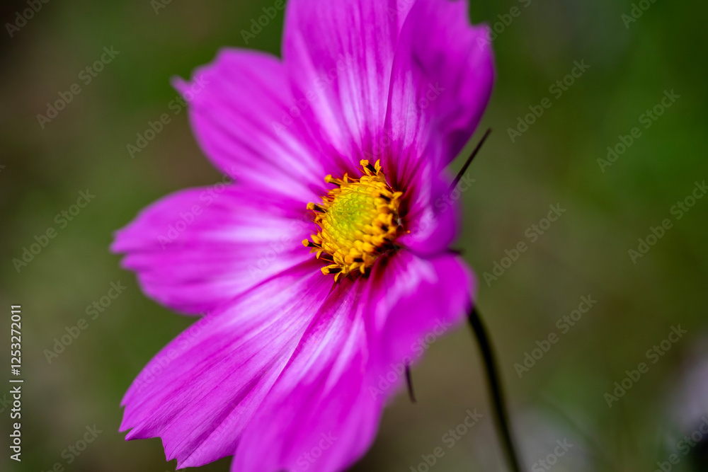 close up of a pink flower close up of a pink flower