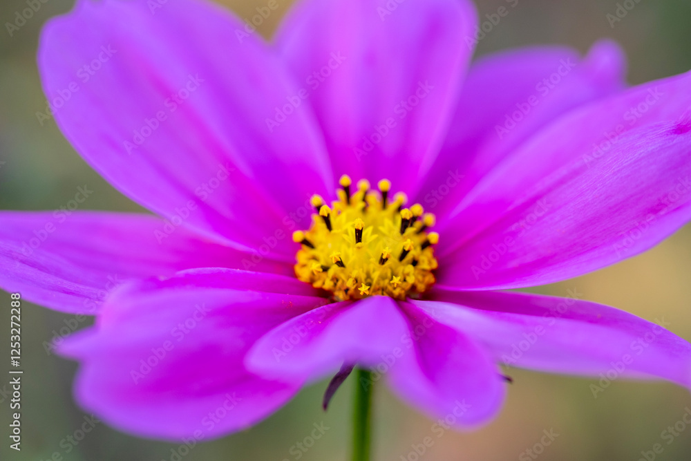 close up of a pink flower close up of a pink flower