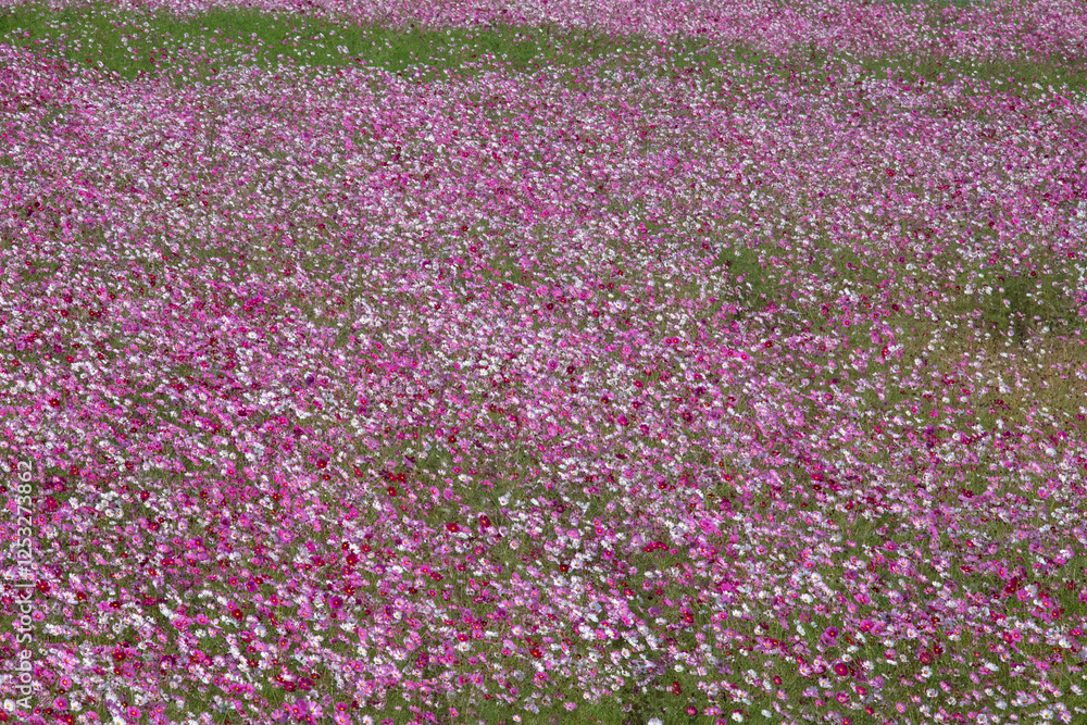 Cosmos in full bloom in the field