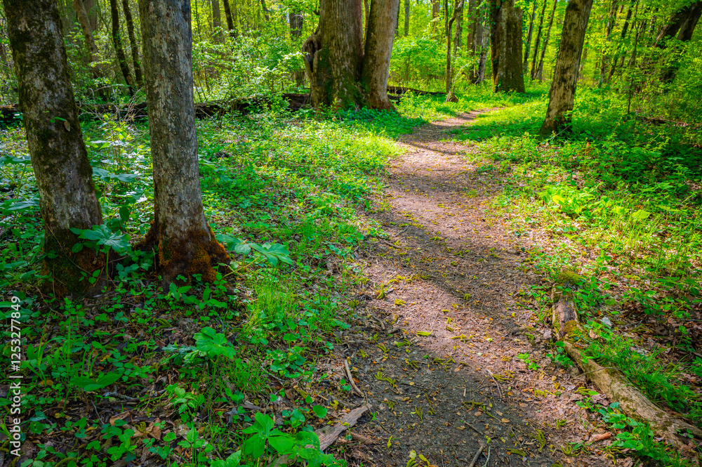 Foot path winding through the forest in Audubon Acres, Chattanooga, Tennesse with early morning sunlight filtering through the trees and lighting the forest floor Foot path winding through the forest in Audubon Acres, Chattanooga, Tennesse with early morning sunlight filtering through the trees and lighting the forest floor