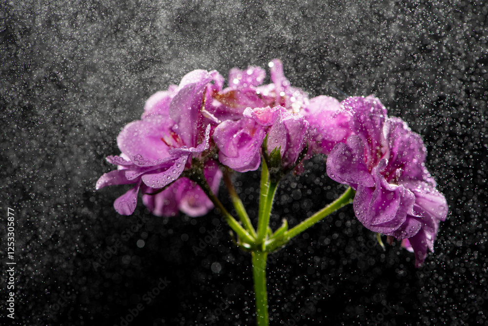 Obraz premium Purple geranium, A beautiful purple geranium with water drops and a black background, selective focus.