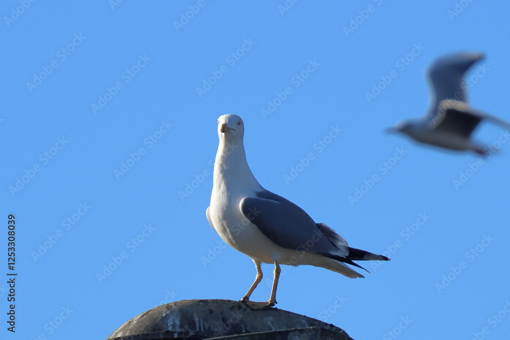 Obraz premium carattere deciso