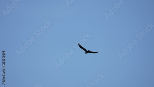 black raven flies through the blue sky slow motion. bird in the sky
