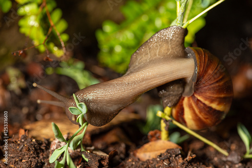 African snail, a large example of an African snail devouring a rue plant in a flowerbed, selective focus. photo