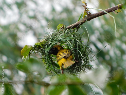 Southern Masked Weaver Bird busy building a new nest , standing inside a grass garland that has been weaved onto a branch; whilst weaving more grass blades, view from the rear photo