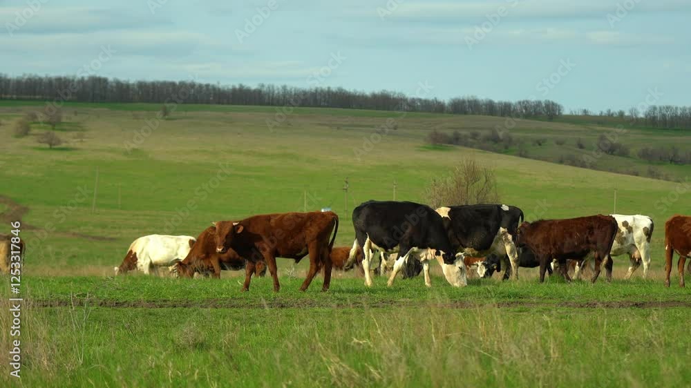 Dairy Cows grazing on green grass in spring, in Australia. Dairy Cows grazing on green grass in spring, in Australia.