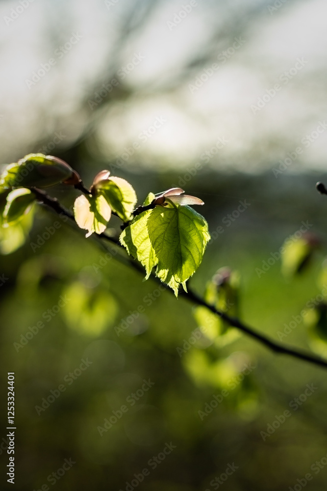 green leaves in spring. green leaves in the sun. green leaves in the forest