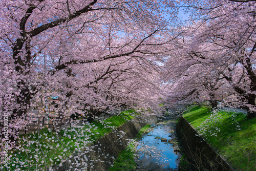 川沿いの桜 photo