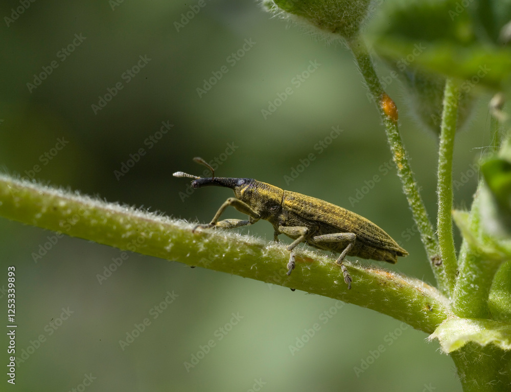 Weevil Lixus iridis on a plant leaf Sardinia, Italy Weevil Lixus iridis on a plant leaf Sardinia, Italy