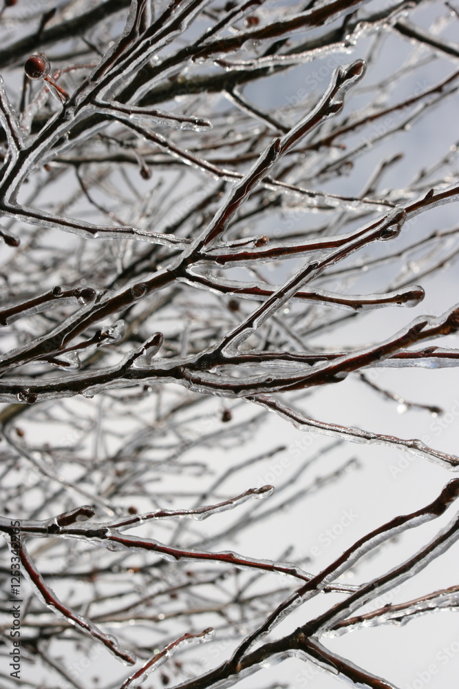 Winter Branches with Ice and Berries Winter Branches with Ice and Berries
