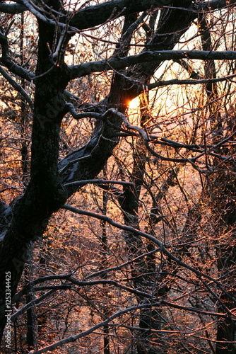 Sunlit Winter Branches