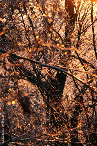 Sunlit Winter Branches