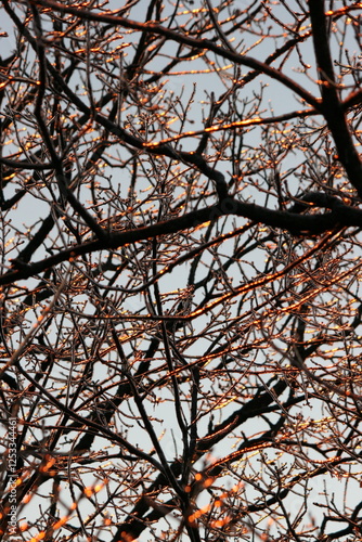 Sunlit Winter Branches