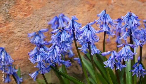 closeup of the blue flowers of the perennial garden bulb hyacinthoides hispanica or spanish bluebell seen against a wall photo