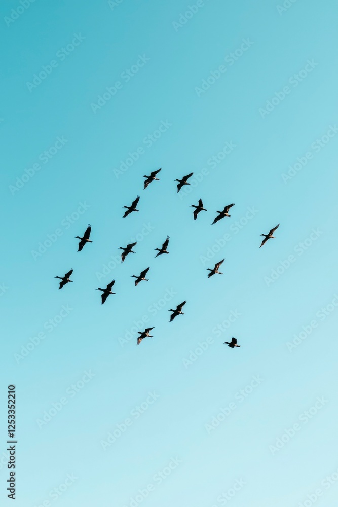 Flock of birds flying in a clear sky. Possible use Stock photography for nature, wildlife, or ecology Flock of birds flying in a clear sky. Possible use Stock photography for nature, wildlife, or ecology