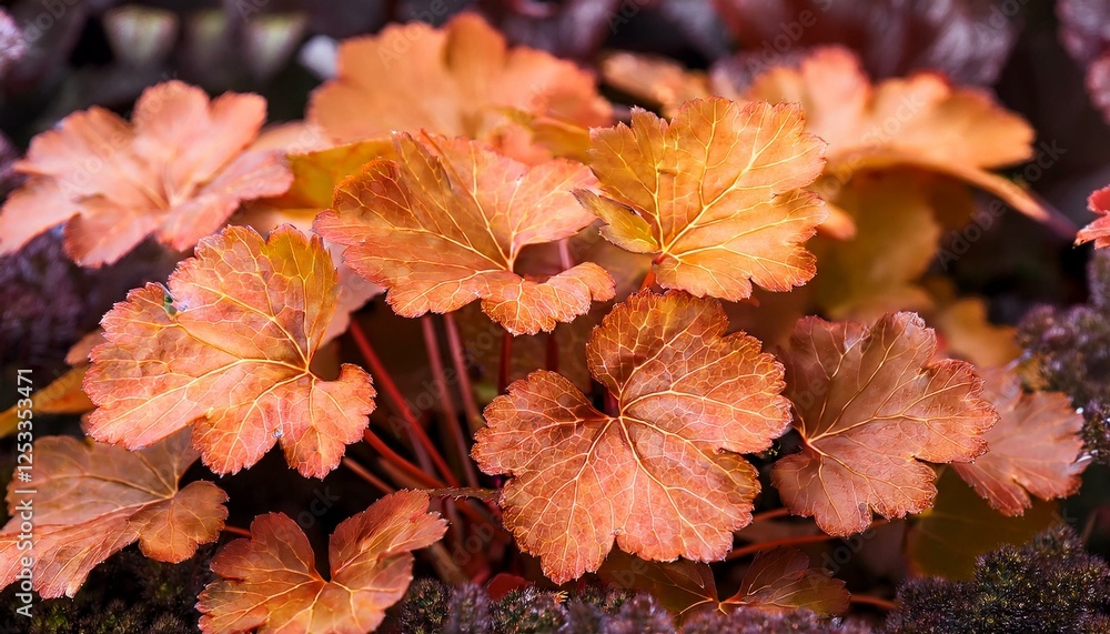 closeup of the orange leaves of the low growing garden plant heuchera orangeberry closeup of the orange leaves of the low growing garden plant heuchera orangeberry