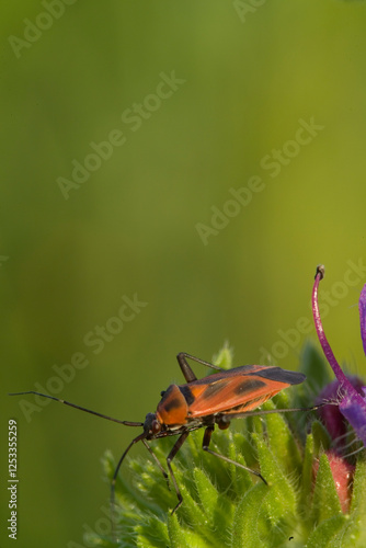 Adelphocoris is a genus of capsid bugs in the Mirini tribe. Hemipteran insect, Calocoris nemoralis, on a leaf photo