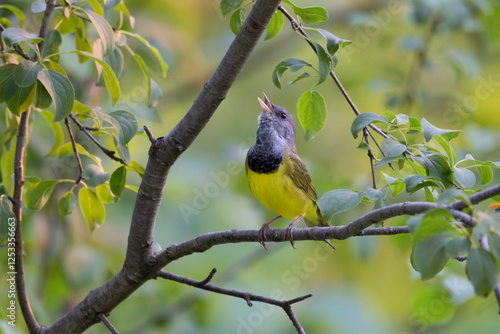 Male mourning warbler Geothlypis philadelphia singing while perched in a deciduous tree photo