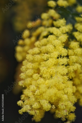 Macrophotographie mimosa en saison printanier dans le sud de la France près de la Méditerranée 