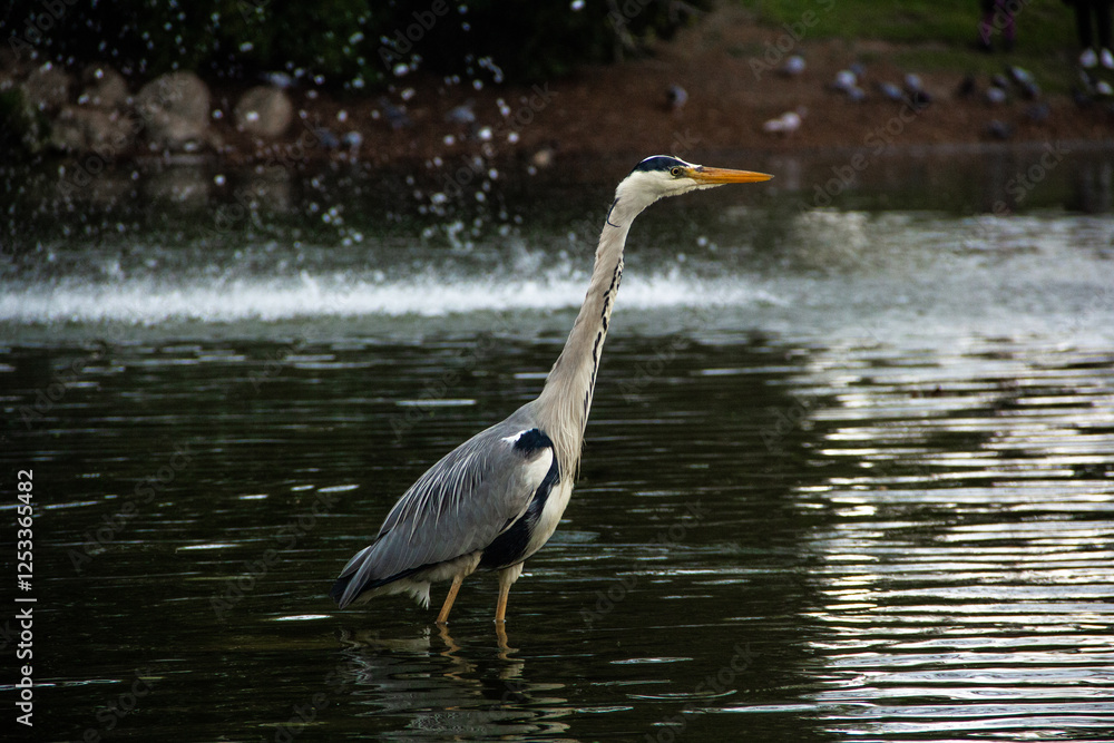 Naklejka premium A heron bird stands in shallow water in the middle of an artificial lake with a fountain in a city park