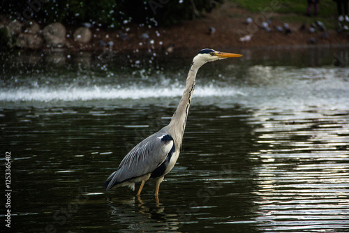A heron bird stands in shallow water in the middle of an artificial lake with a fountain in a city park