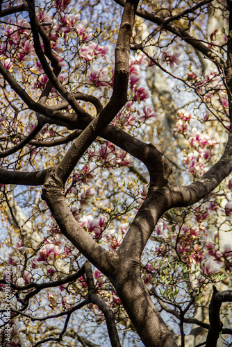 The trunk of a flowering magnolia tree bends and intertwines in a city square