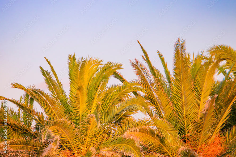 Lush and verdant Tropical Palm Trees stand proudly against a Stunningly Beautiful Skyline
