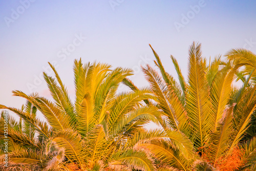 Obraz na płótnie Lush and verdant Tropical Palm Trees stand proudly against a Stunningly Beautiful Skyline w salonie