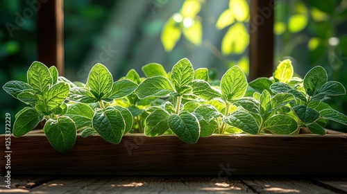 Sunlit mint seedlings in wooden planter, garden background