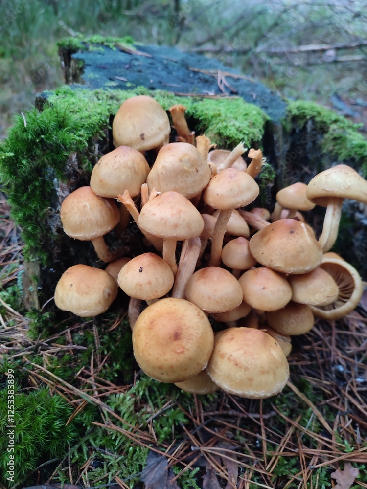 Wild forest mushrooms on a tree stump Wild forest mushrooms on a tree stump