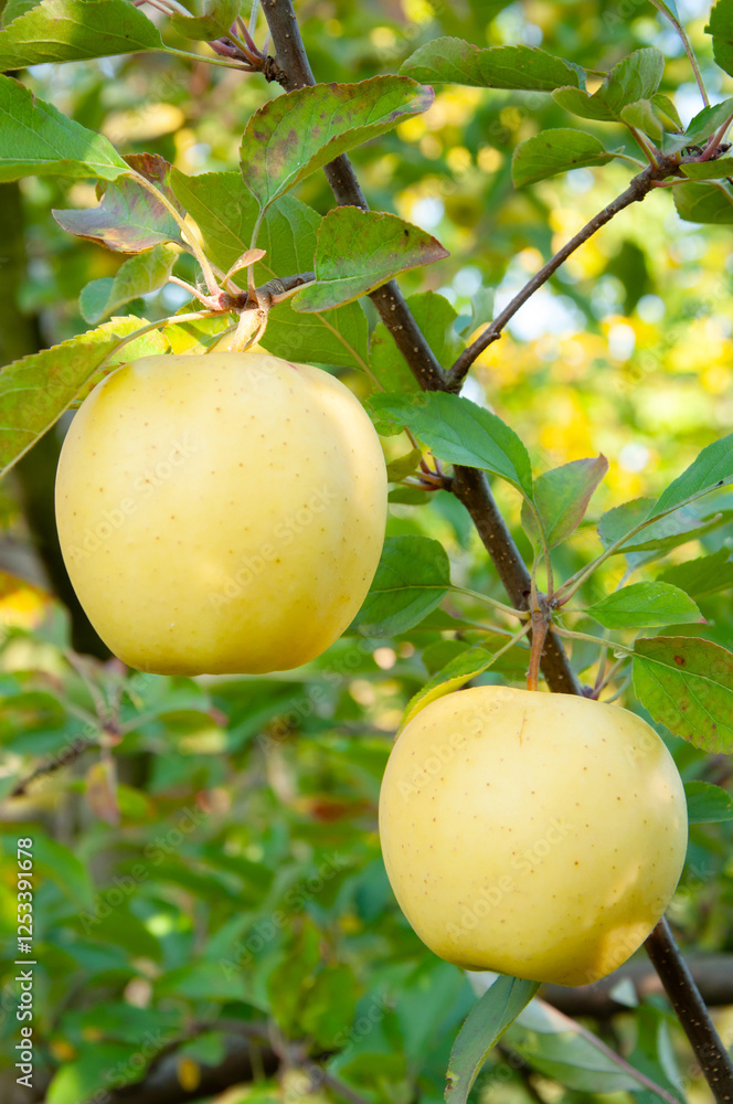 Branch of apple tree with yellow fruits Branch of apple tree with yellow fruits