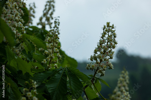 chestnut blossom in spring