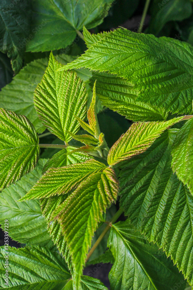 A close-up of raspberry plants with textured leaves serrated edges and vibrant green color. Beautiful natural background. A close-up of raspberry plants with textured leaves serrated edges and vibrant green color. Beautiful natural background.