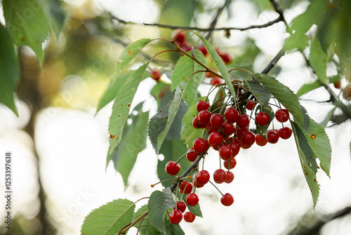 red ripe cherries on branches green leaves summer
