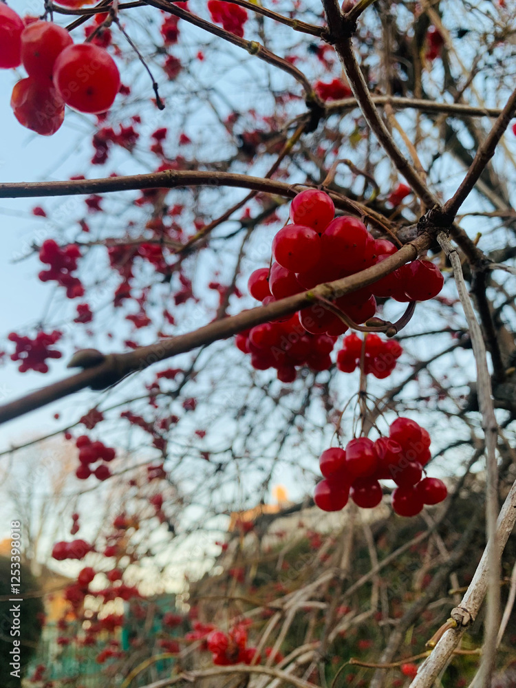Bright red berries adorn bare branches under a clear sky in a tranquil garden. The scene captures the beauty of late autumn's natural colors and textures Bright red berries adorn bare branches under a clear sky in a tranquil garden. The scene captures the beauty of late autumn's natural colors and textures