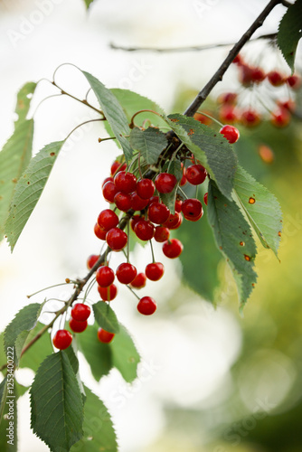 red ripe cherries on branches green leaves summer