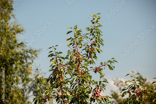 red ripe cherries on branches green leaves summer