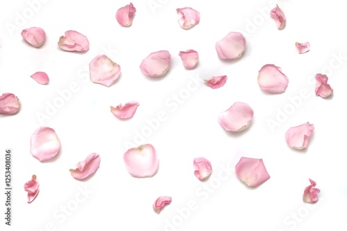 Blurred a group of sweet pink rose corollas on white isolated with copy space and softy style 