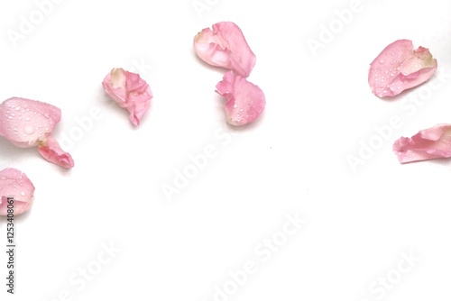Blurred a group of sweet pink rose corollas on white isolated with copy space and softy style 
