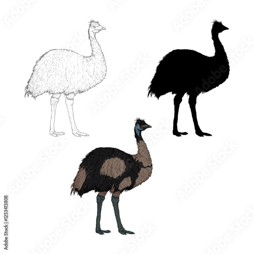 Vector Set of Emu Illustrations in Different Styles