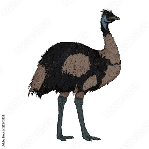 Vector Cartoon Emu. Full Body Illustration