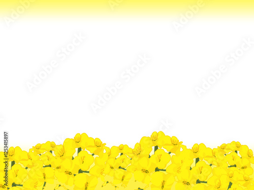 シンプルかわいい菜の花畑の背景2